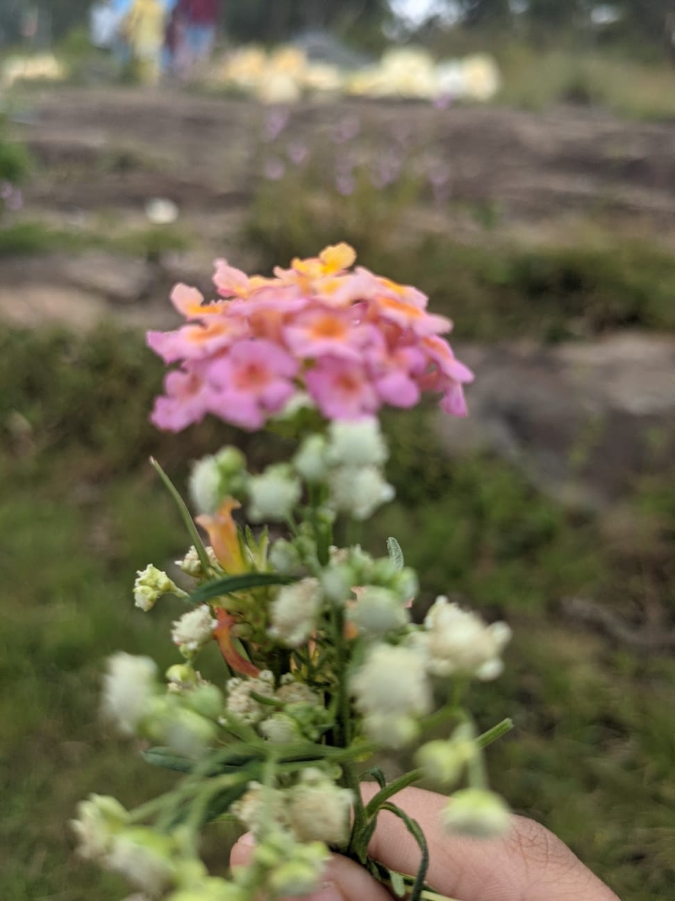 Hand holding a cluster of pink lantana and wild white blooms